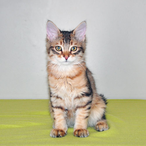 Siberian kitten for sale Quebec