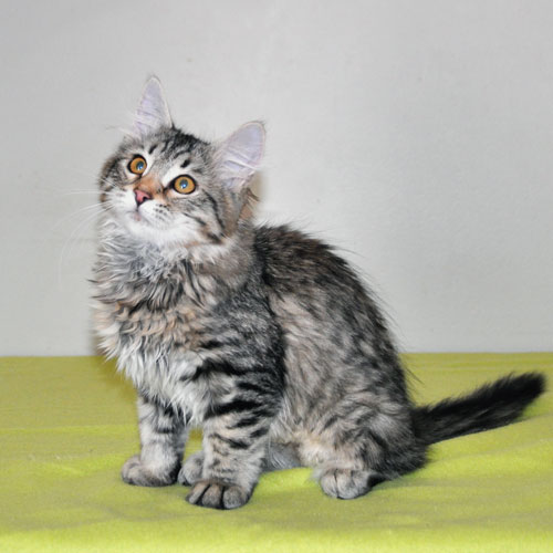 Siberian kitten for sale Vancouver
