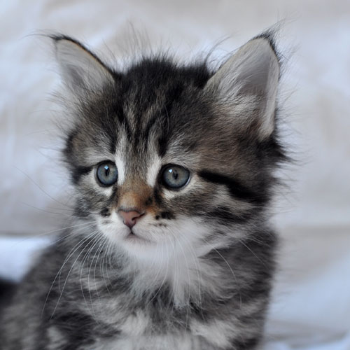 Siberian kitten alberta