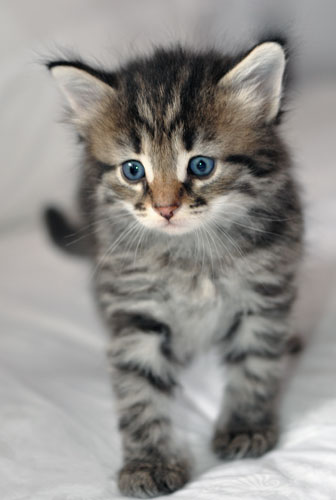 Siberian kitten montreal