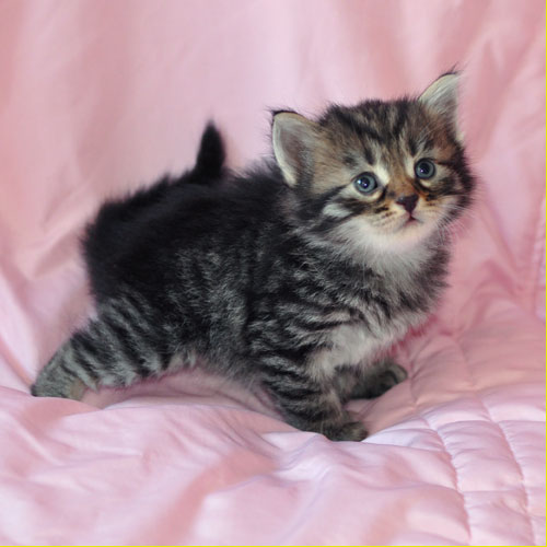 hypoallergenic kitten british columbia