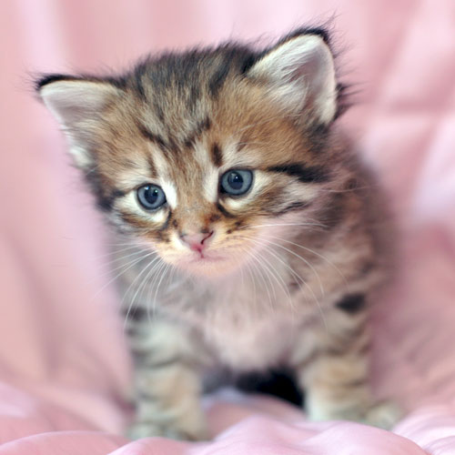 hypoallergenic kitten edmonton