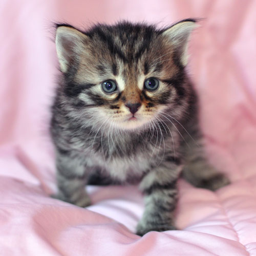 hypoallergenic kitten halifax