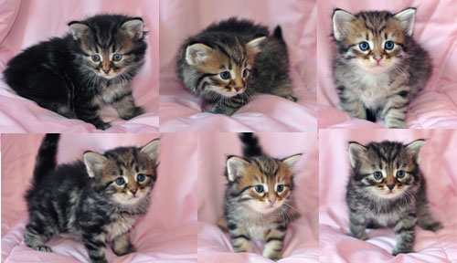 hypoallergenic kitten kingston