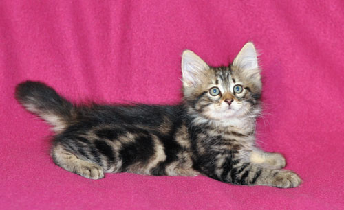 siberian kitten new bruncwick