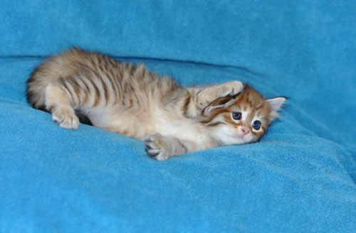 siberian cat alberta