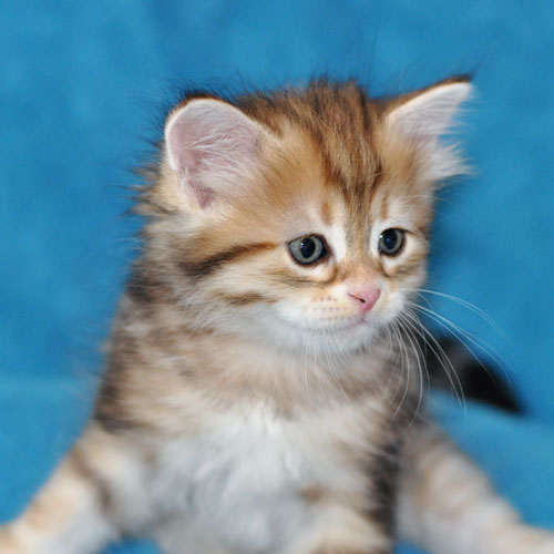 siberian cat vancouver