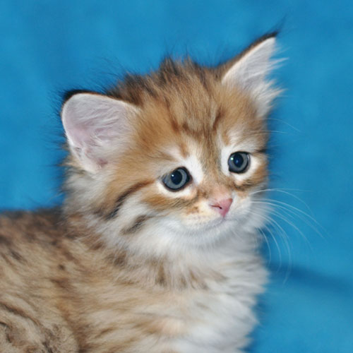 siberian kitten alberta