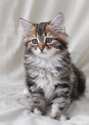 siberian kitten montreal