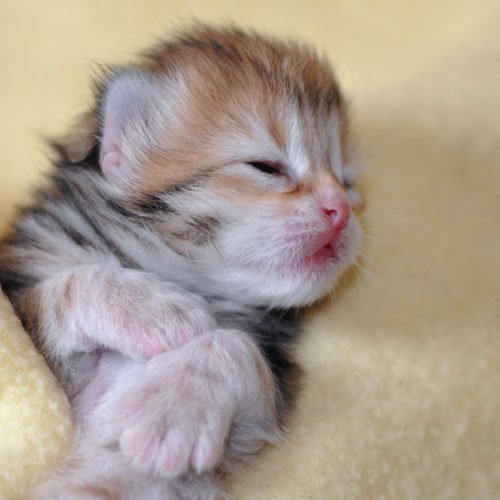 siberian kitten hamilton