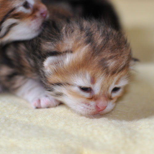 siberian kitten london