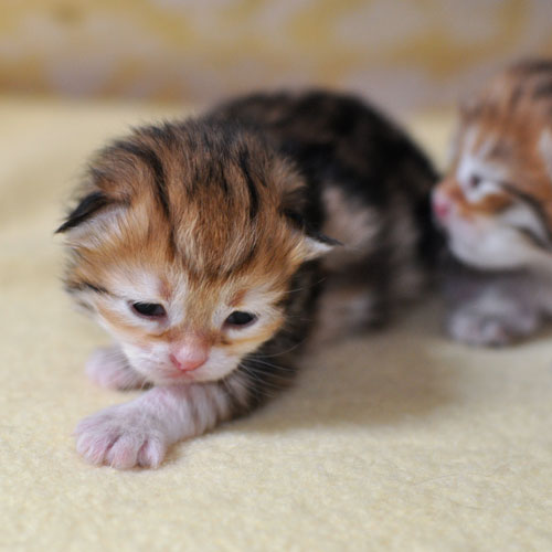siberian kitten mississauga