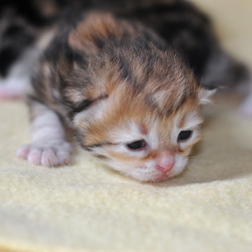 siberian kitten montreal