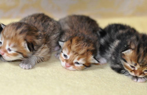 siberian kitten ontario