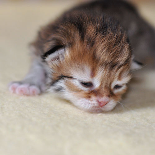 siberian kitten quebec