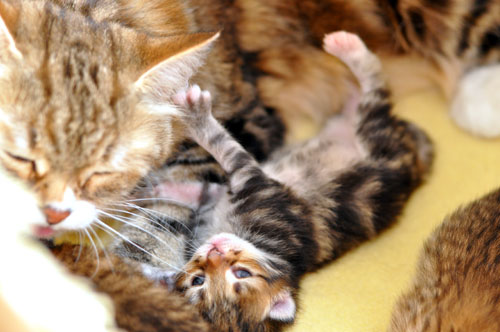 siberian kitten toronto