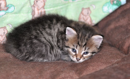 siberian kitten newfoundland