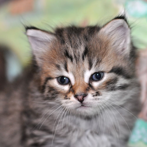 siberian kitten nova scotia