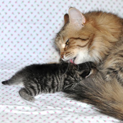 siberian kitten halifax