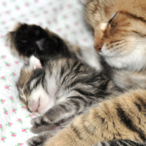 siberian kitten newfoundland