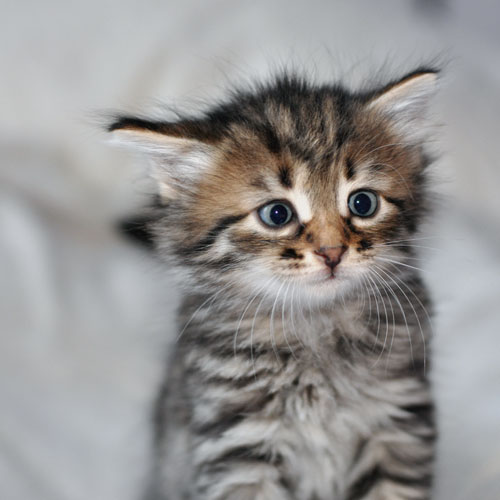 siberian kitten british columbia