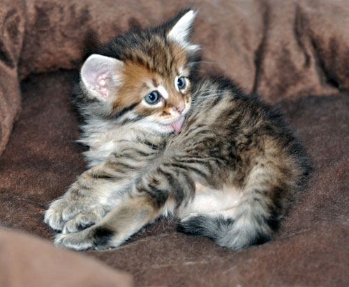 siberian kitten calgary