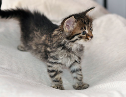 siberian kitten canada