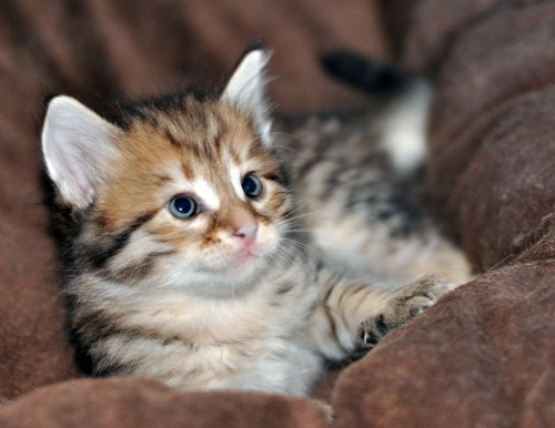 siberian kitten halifax