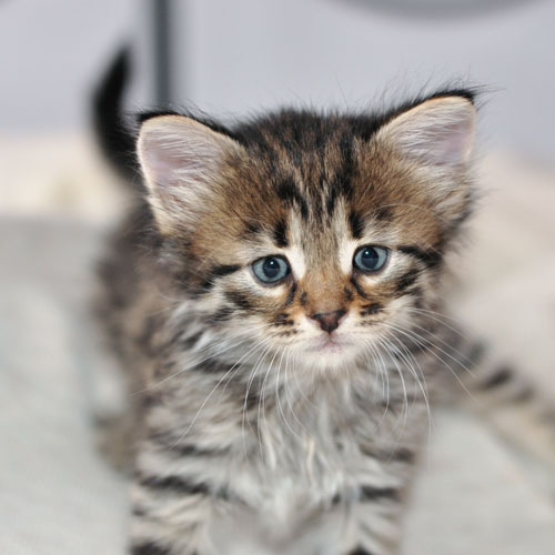 siberian kitten ontario