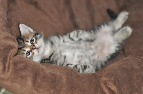 siberian kitten ottawa