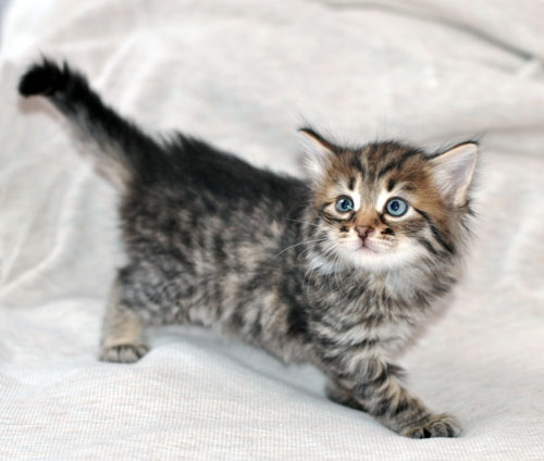 siberian kitten vancouver