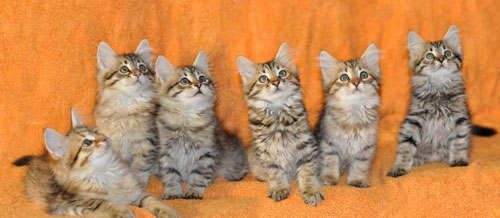 siberian kittens for sale