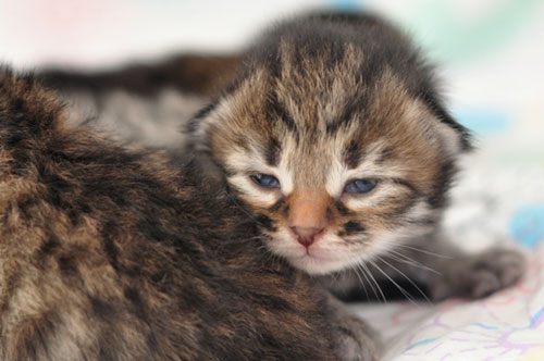 siberian kitten montreal