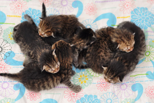 siberian kitten new brunswick