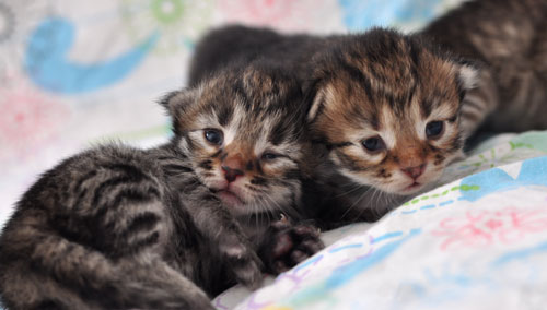 siberian kitten ottawa