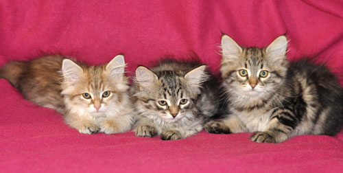 siberian kittens for sale montreal