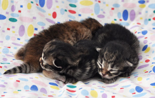 siberian kitten saskatchewan