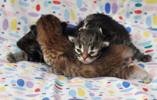 siberian kitten winnipeg