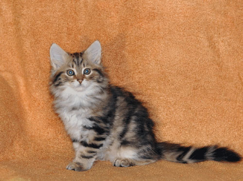 Adorable Kitten For Sale