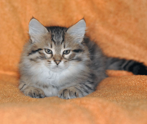 Cute Siberian Kitten