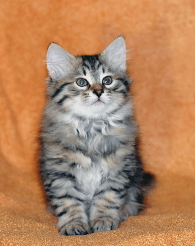 Fluffy Siberian Kitten