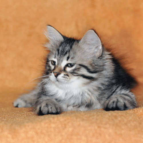 Siberian Kitten for sale
