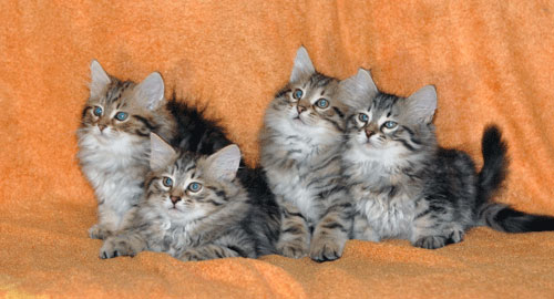 Siberian Kittens For Sale Ontario