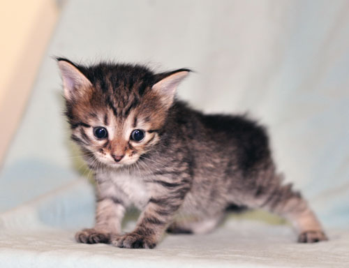 siberian kitten british columbia