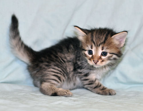 siberian kitten new brunswick