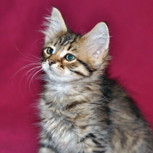 Siberian kitten for sale British Columbia
