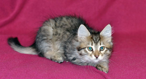 Siberian kitten for sale Calgary