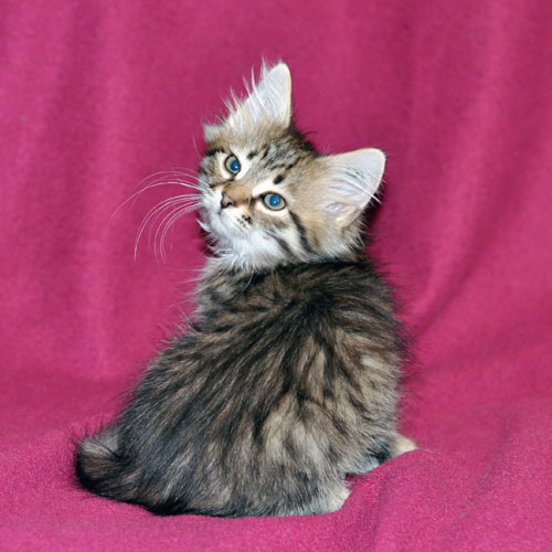 Siberian kitten for sale Edmonton