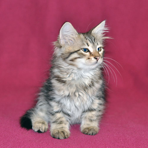 Siberian kitten for sale Halifax