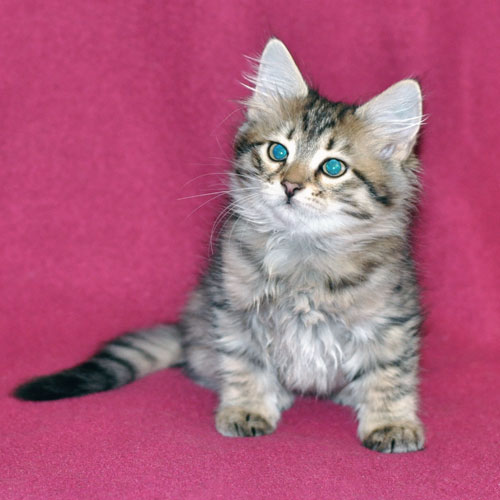 Siberian kitten for sale Maritimes